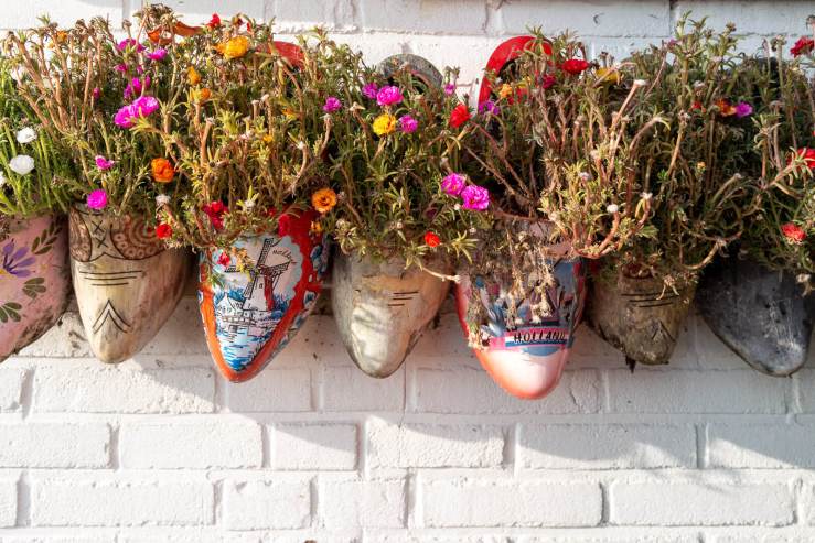 flowers in wooden shoes